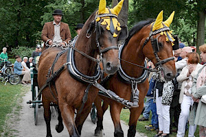 Pferde der Kutsche (Foto: bep)